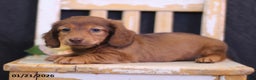 Miniature Dachshund dogs for sale: Wren - Ad 4