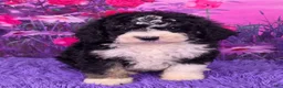 Mini Sheepadoodle dogs for sale: Stella - Ad 1