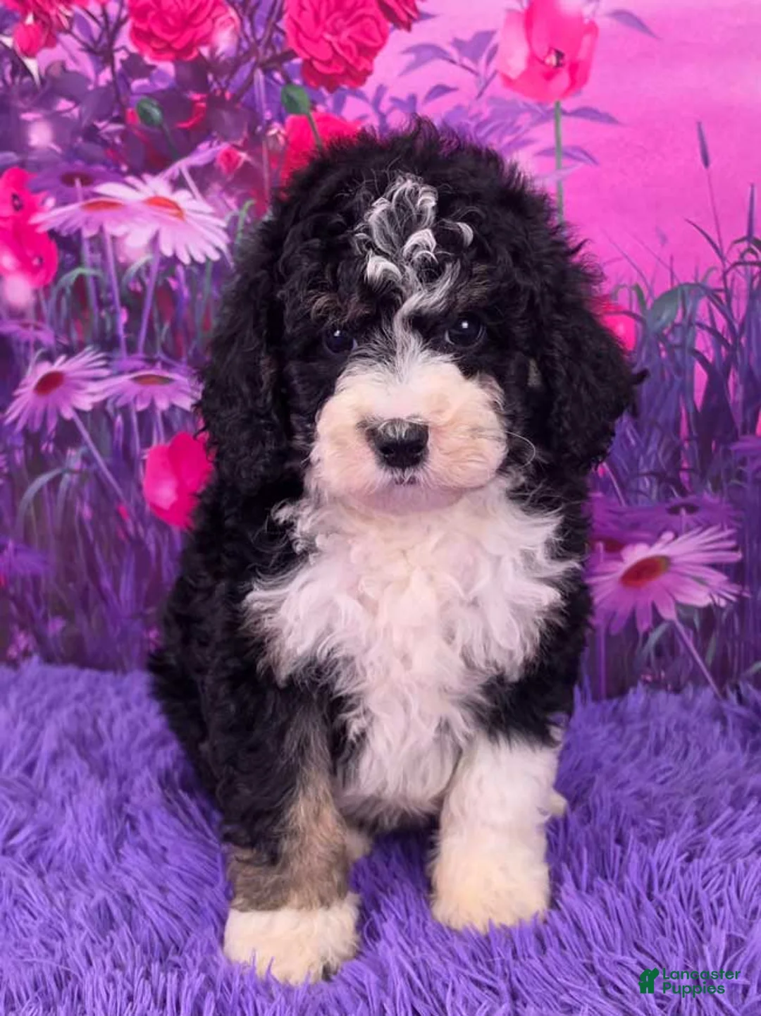Mini Sheepadoodle dogs for sale: Stella - Ad 1