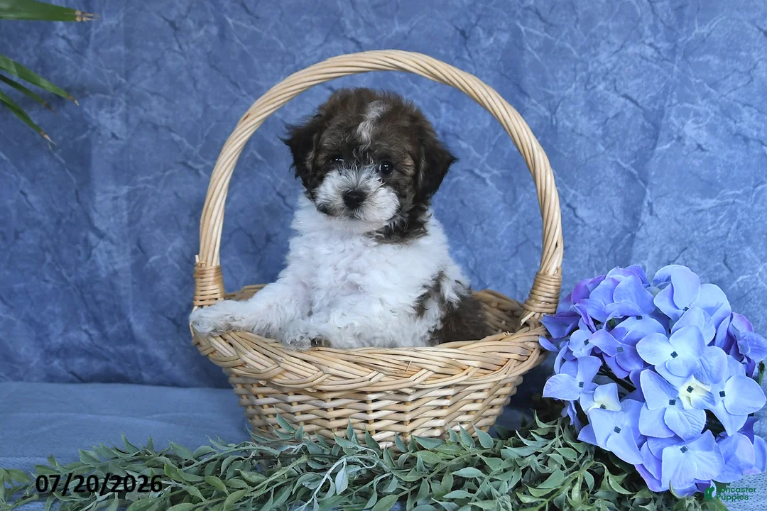 Havapoo dogs for sale: Candy Cane - Ad 1