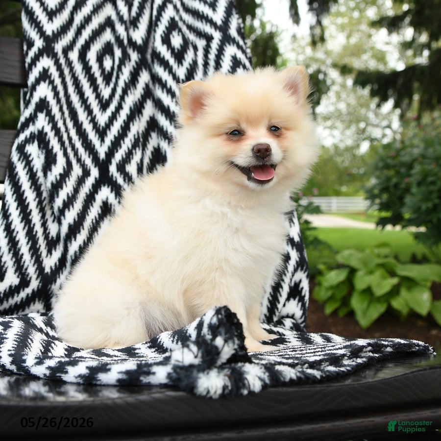 Pomeranian dogs Gus - Ad 2