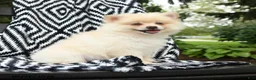 Pomeranian dogs for sale: Gus - Ad 3
