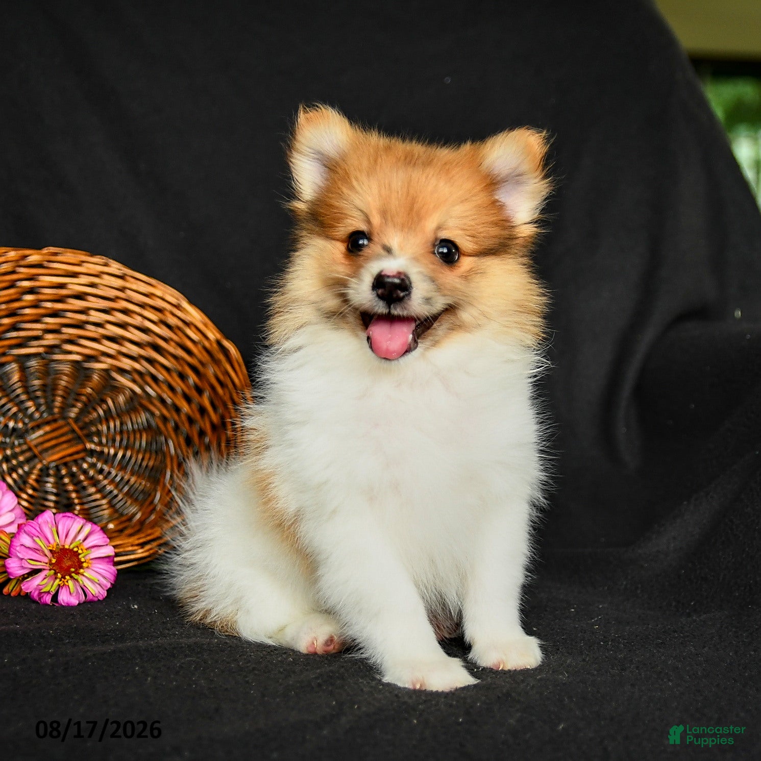 Pomeranian dogs Polly - Ad 2