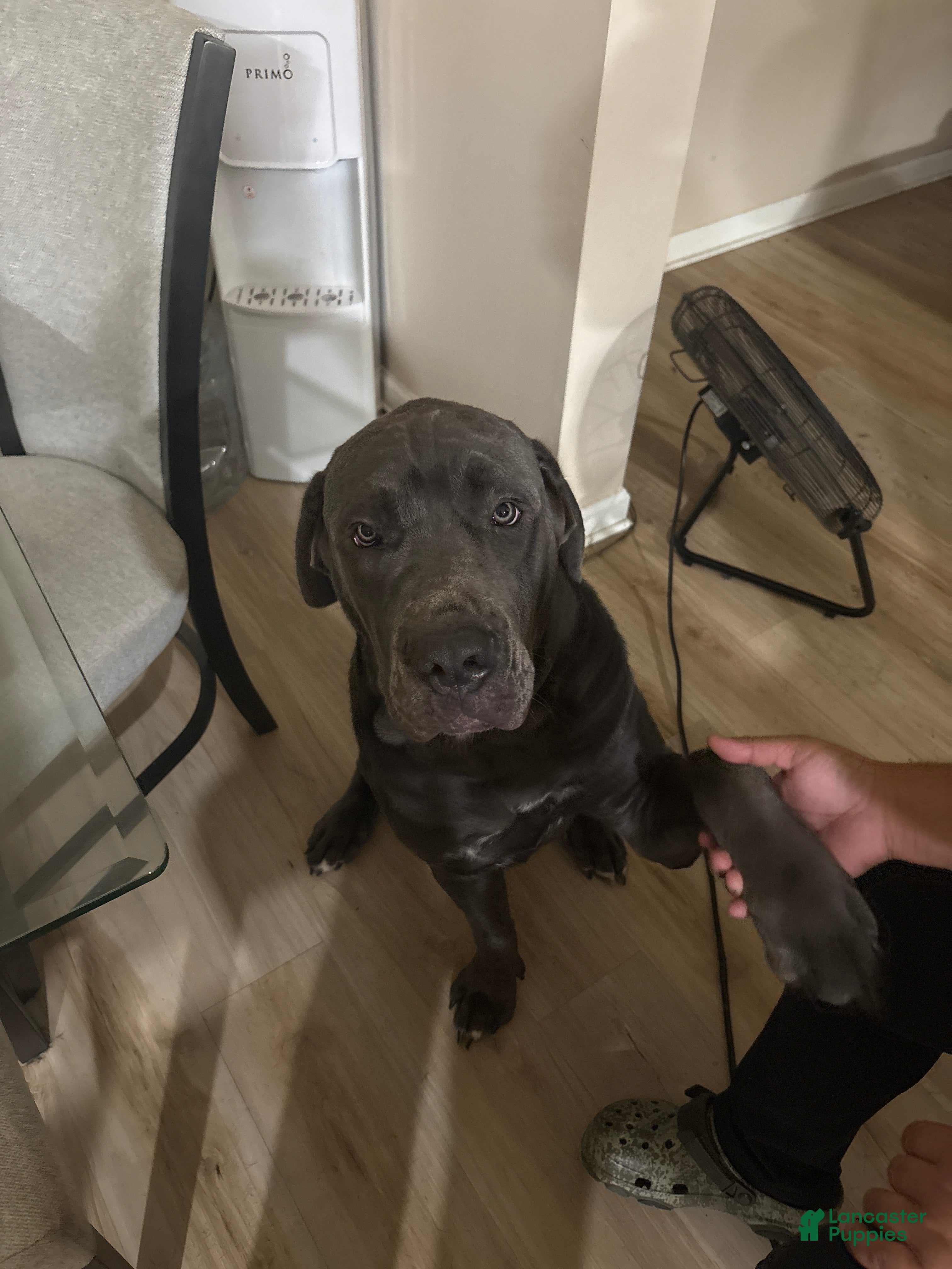 Cane Corso dogs Cane Corso 1 - Ad 17