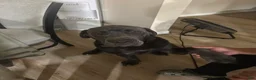 Cane Corso dogs for sale: Cane Corso 1 - Ad 1