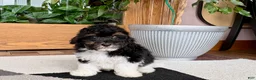 Mixed Breed dogs for sale: Maltipoo/Havanese boy 1 - Ad 6