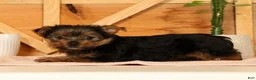 Yorkshire Terrier dogs for sale: Zara - Ad 9