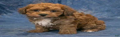 Chief