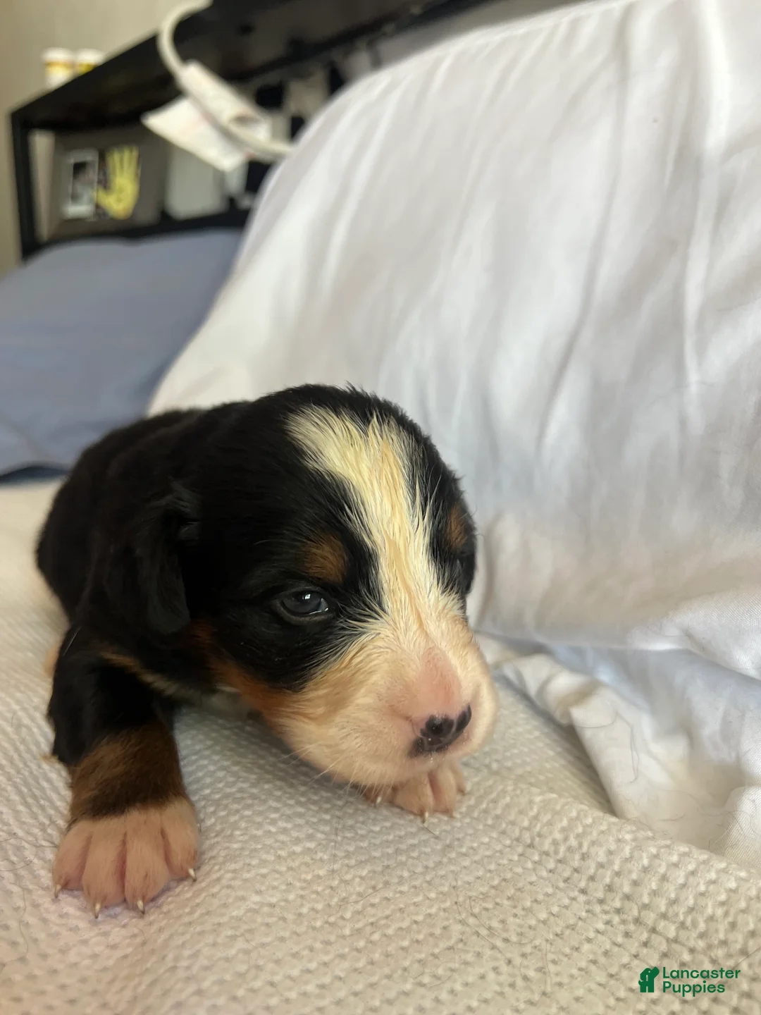 Bernese Mountain Dog dogs for sale: Purple Female  - Ad 1