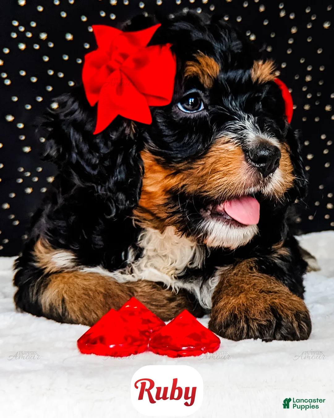 Bernedoodle dogs for sale: Ruby - Ad 8