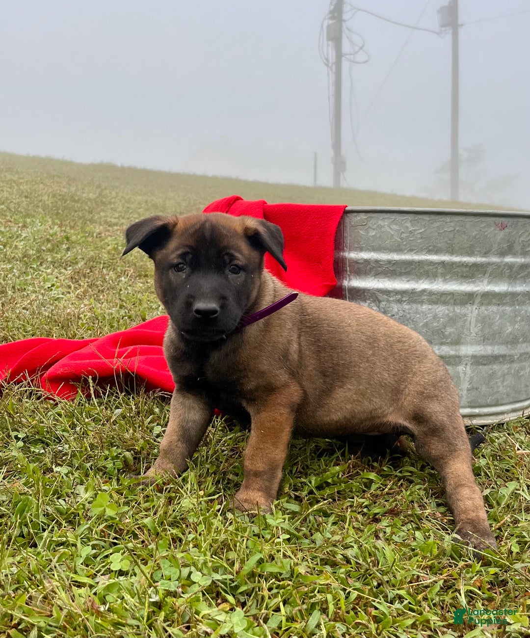 Belgian Malinois dogs for sale: Mocha ❤️alpha Akc Beauty 717-202-9120 - Ad 1