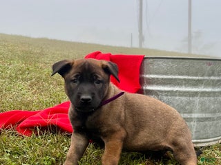 Belgian Malinois dogs Mocha ❤️alpha Akc Beauty 717-202-9120 - Ad 32