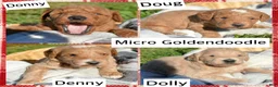 Mini Goldendoodle dogs for sale: Donny Micro GD Ml1 - Ad 3