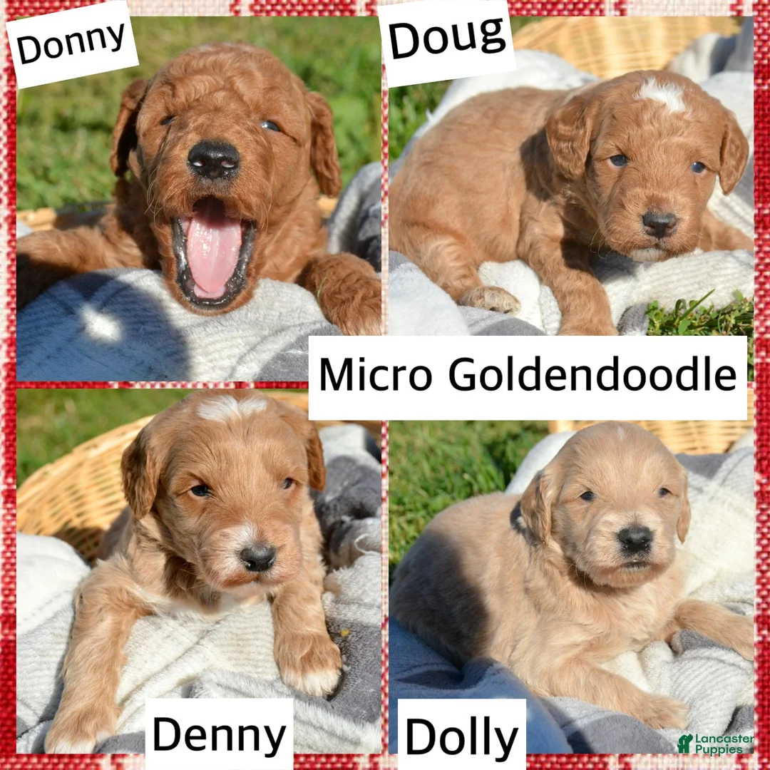 Mini Goldendoodle dogs for sale: Donny Micro GD Ml1 - Ad 3