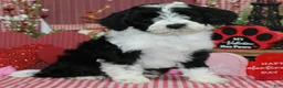 Mixed Breed dogs for sale: Dahlia - Ad 1