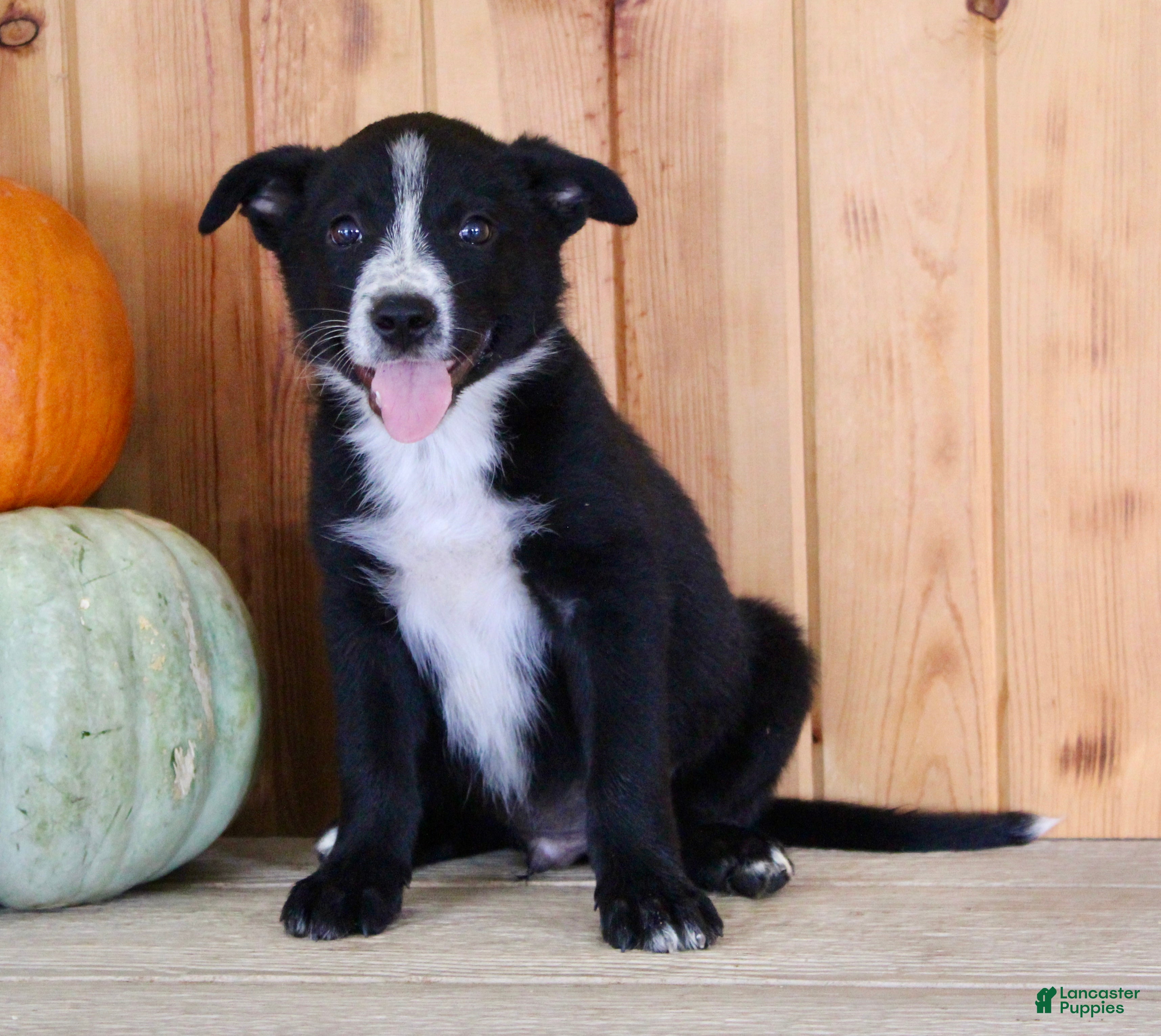 Mixed Breed dogs Bruno - Ad 1