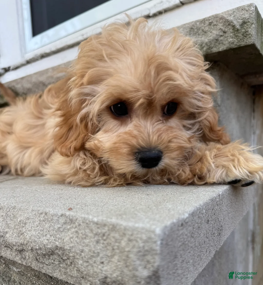 Cavapoo dogs for sale: Butters - Ad 2