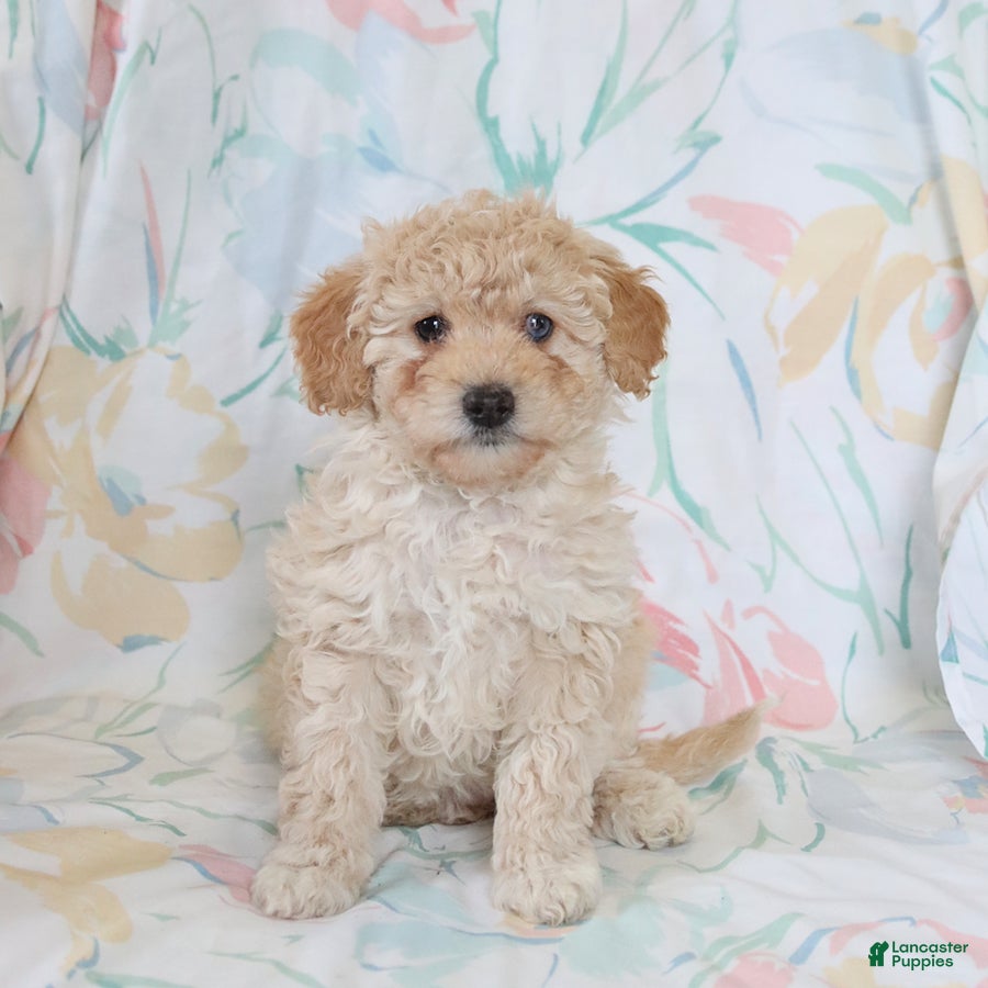 Miniature Poodle dogs for sale: Roselle - Ad 2