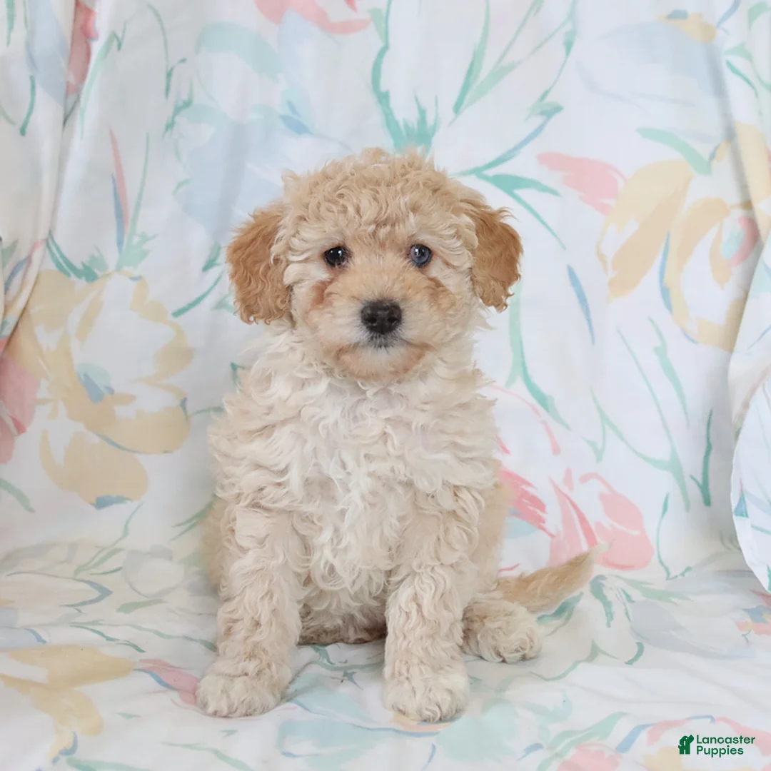 Miniature Poodle dogs for sale: Roselle - Ad 1