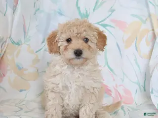 Miniature Poodle dogs for sale: Roselle - Ad 2