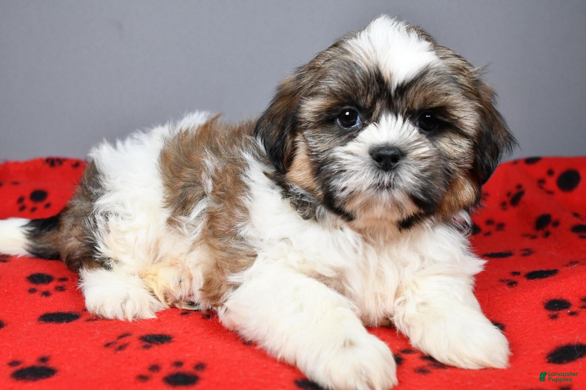 Shih Tzu dogs Koda - Ad 2
