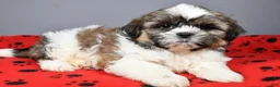 Shih Tzu dogs for sale: Koda - Ad 2