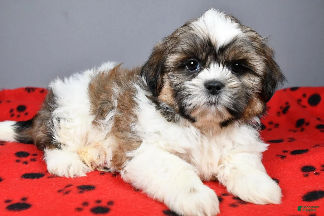 Shih Tzu dogs for sale: Koda - Ad 2