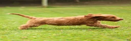 Cavapoo dogs for sale: Jasper Cavapoo  - Ad 8