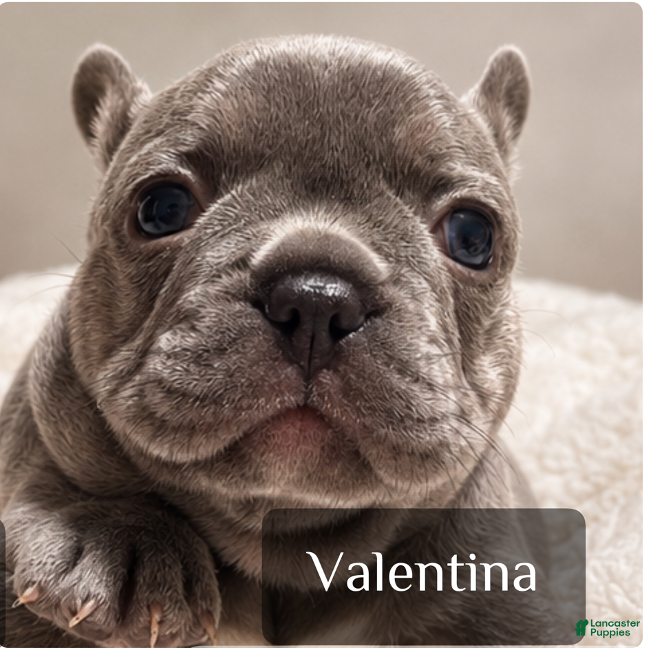 French Bulldog dogs French Bulldog 4 - Ad 9