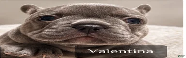 French Bulldog 4