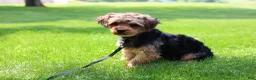 Yorkiepoo dogs for sale: Summer - Ad 19