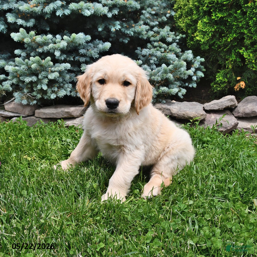 Golden Retriever dogs Teddy - Ad 2