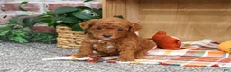 Miniature Poodle dogs for sale: Apollo - Ad 2