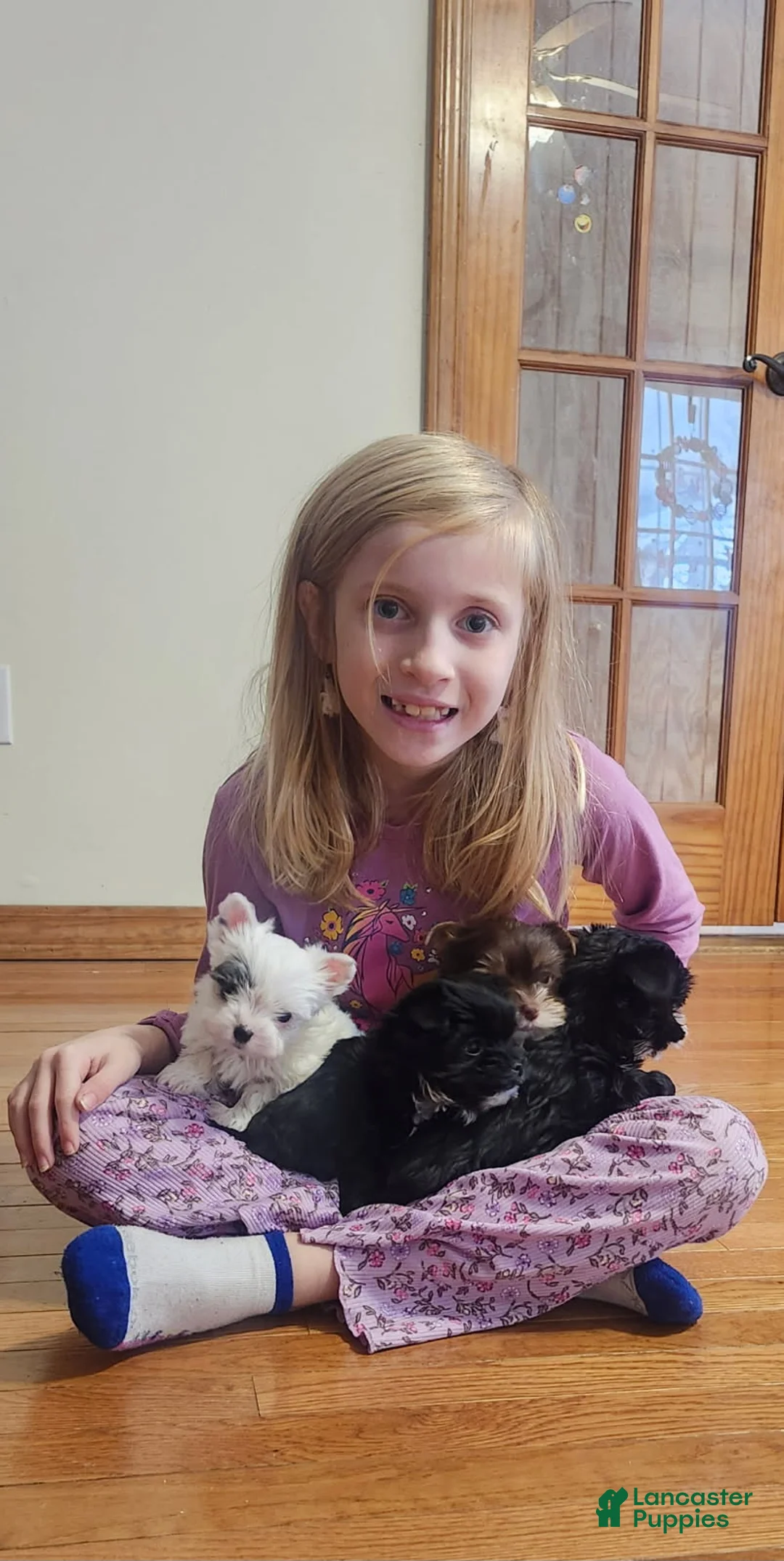 Yorkshire Terrier dogs for sale: Rudy KB Black Stud - Ad 5