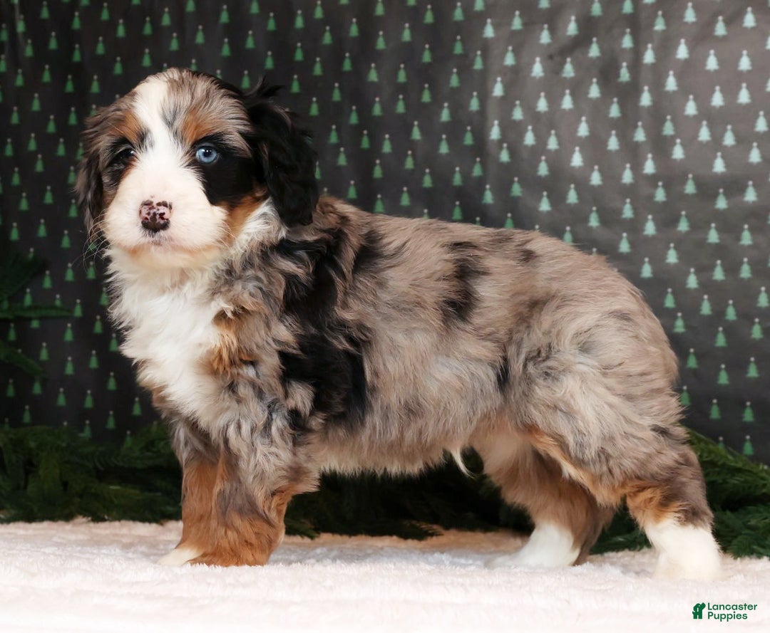 Mini Bernedoodle dogs for sale: Otis - Ad 5