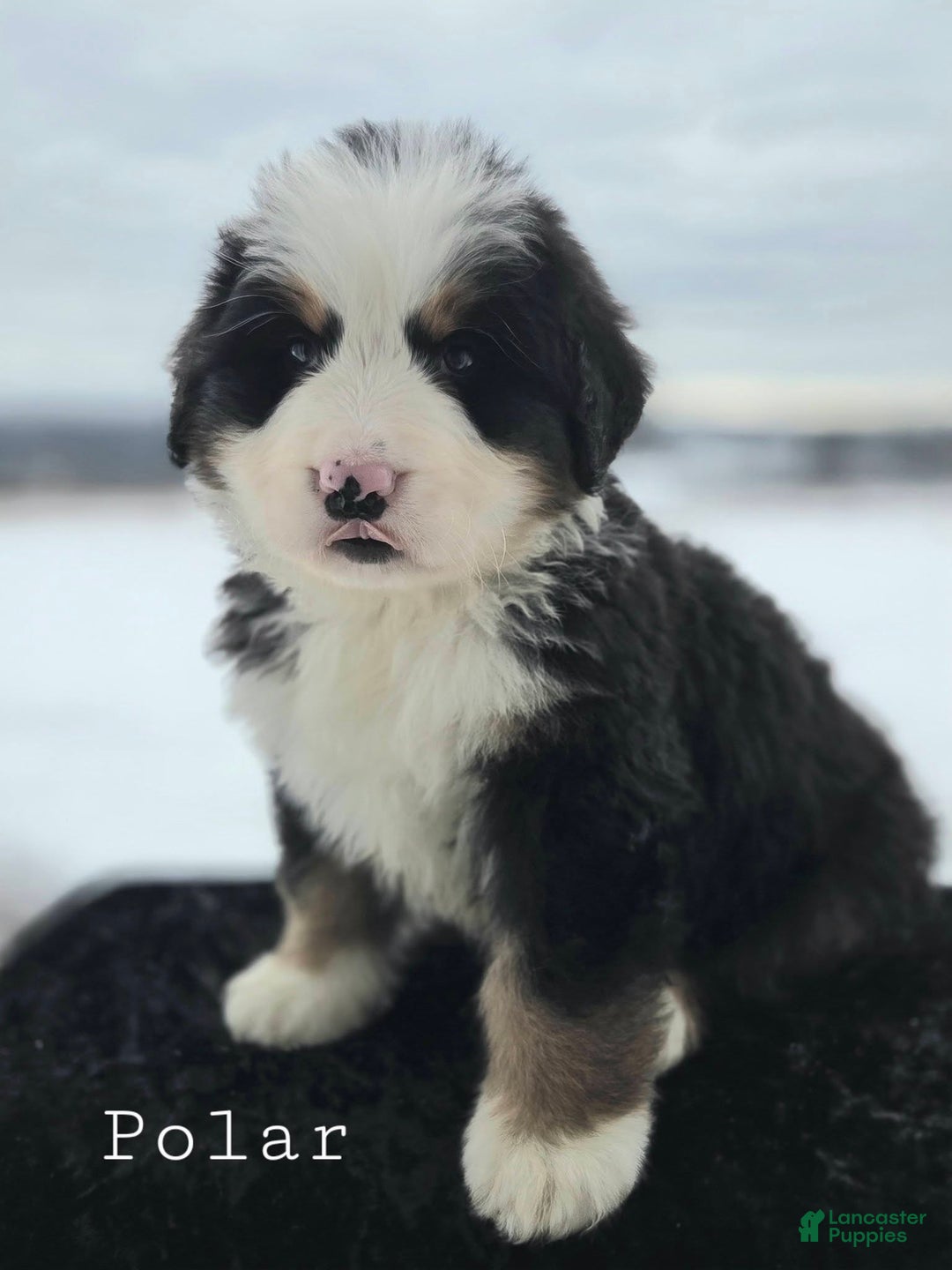 Bernese Mountain Dog dogs for sale: Polar - Ad 3