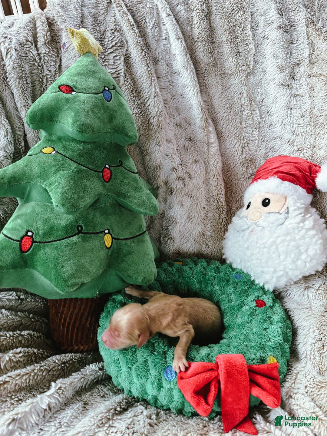 Goldendoodle dogs for sale: Sorrel - Ad 7