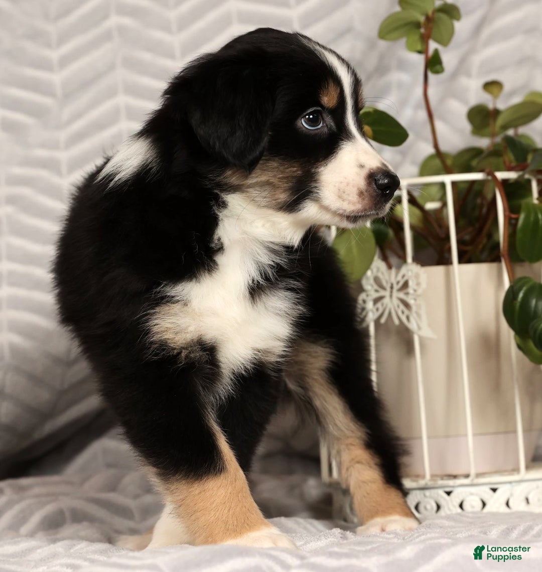 Miniature Australian Shepherd dogs for sale: Jimmy - Ad 4