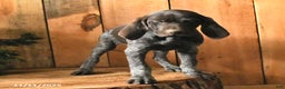 German Shorthaired Pointer dogs for sale: Candy - Ad 9