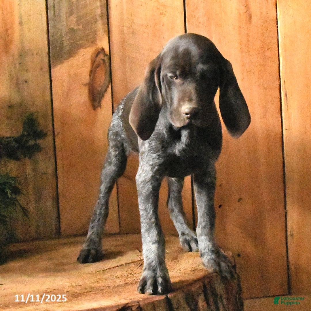 German Shorthaired Pointer dogs for sale: Candy - Ad 9