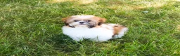 Shih Tzu dogs for sale: Flower  - Ad 4