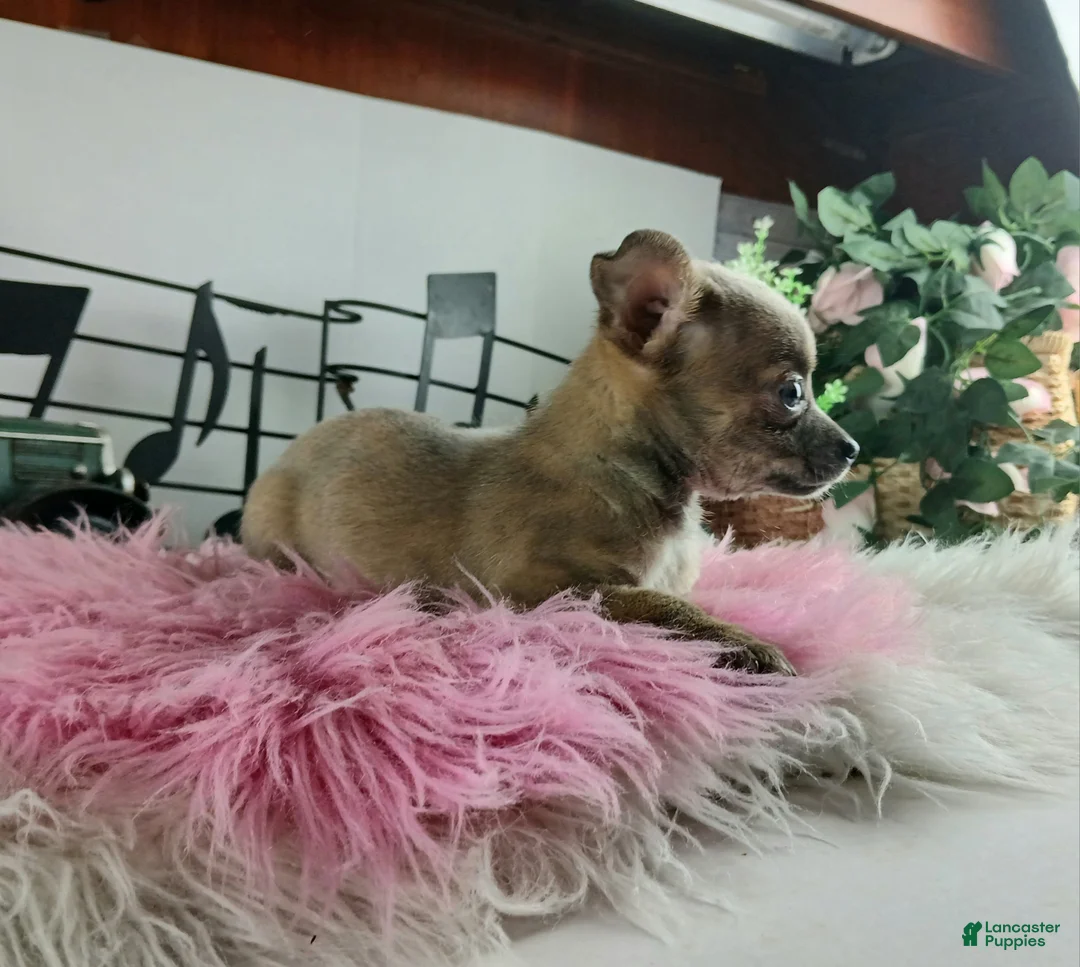 Chihuahua dogs for sale: Sparkles Brindle girl,  Nationwide delivery  - Ad 2
