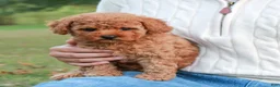 Toy Poodle dogs for sale: Caspian - Ad 9
