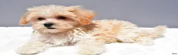 Maltipoo dogs for sale: Carl - Ad 3