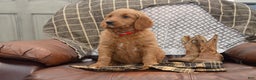 Goldendoodle dogs for sale: Rogen - Ad 4