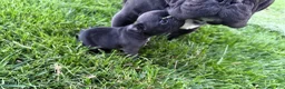 French Bulldog dogs for sale:     Black Frenchie Girl - Ad 3