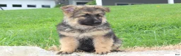 German Shepherd dogs for sale: Elliot - Ad 5