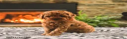 Toy Poodle dogs for sale: Buster - Ad 1