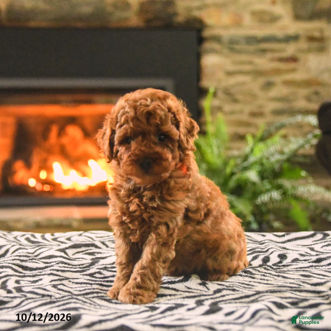 Toy Poodle dogs for sale: Buster - Ad 1