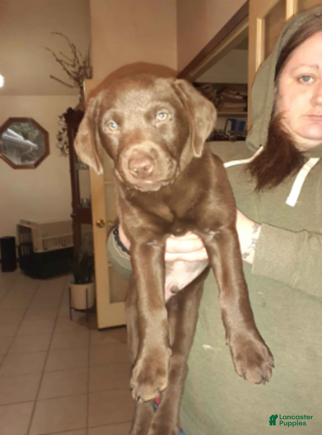 Labrador Retriever dogs for sale: Chocolate female 2 - Ad 1